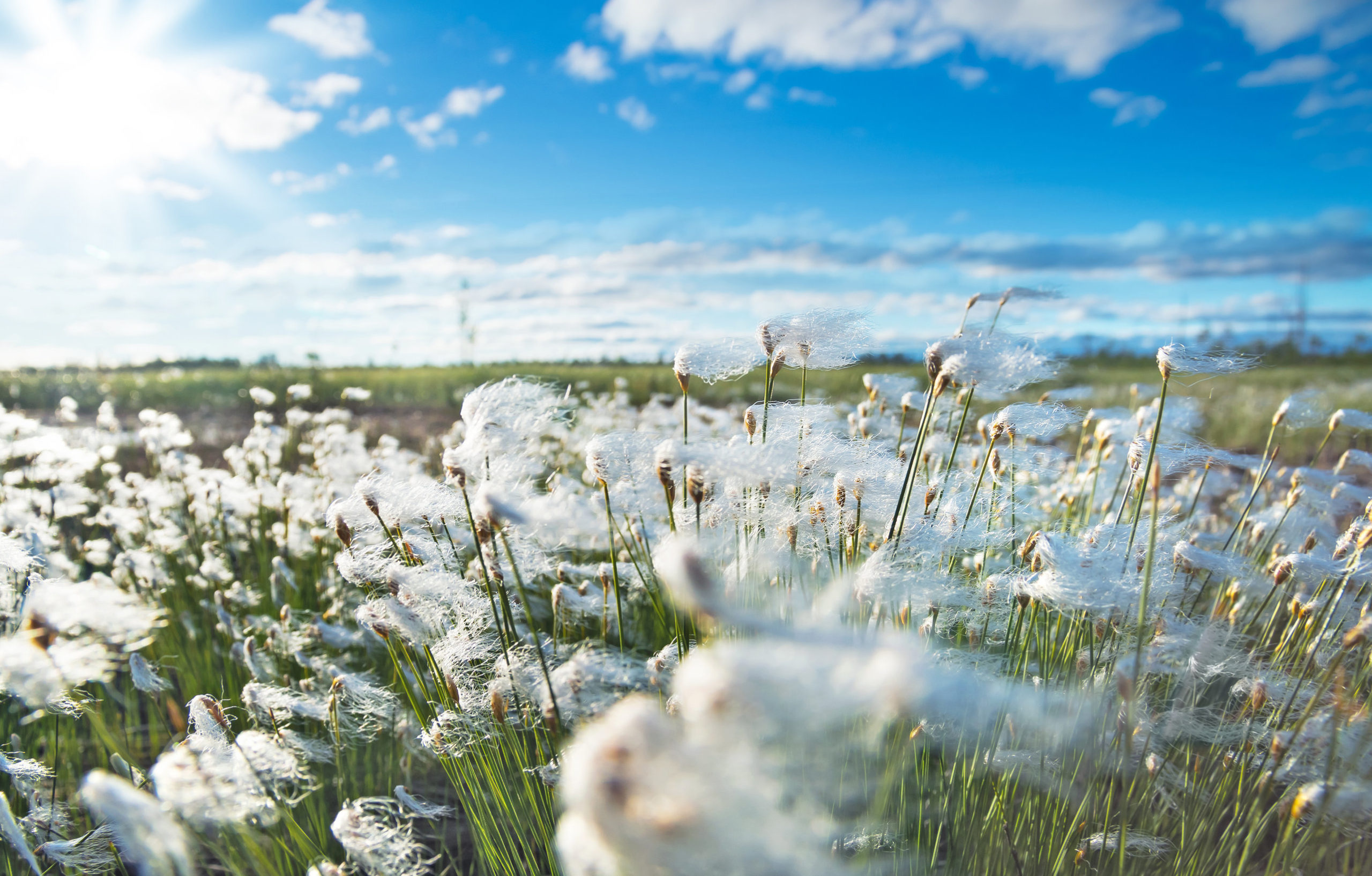 cotton price